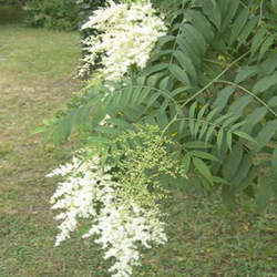 Sorbaria aitchisonii Aitchison's False Spirea seed for sale 