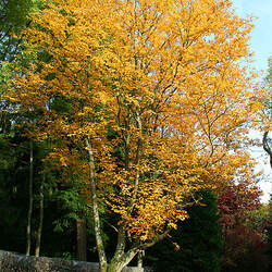 Sorbus alnifolia Korean Mountain Ash seed for sale 