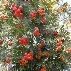 Sorbus domestica Service Tree seed for sale 