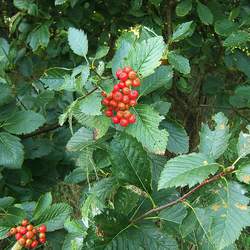 Sorbus mougeotii Pyrenean Whitebeam seed for sale 