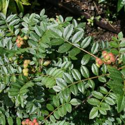 Sorbus reducta Dwarf Mountain Ash seed for sale 