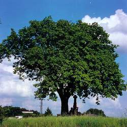 Sorbus torminalis Checkertree, Chequer Tree seed for sale 