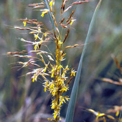 Sorghastrum nutans  Tomahawk Indiangrass, Yellow Indiangrass seed for sale 