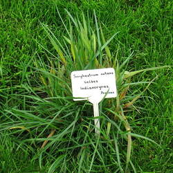 Sorghastrum nutans  Holt Indiangrass, Yellow Indiangrass seed for sale 