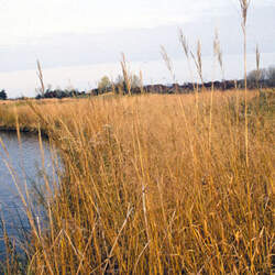 Spartina pectinata Prairie Cordgrass, Prairie Cord Grass, Marsh Grass, Salt Grass seed for sale 