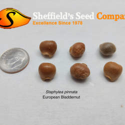 Staphylea pinnata European Bladdernut seed for sale 