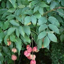 Staphylea pinnata European Bladdernut seed for sale 