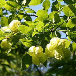 Staphylea pinnata European Bladdernut seed for sale 