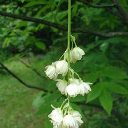 Staphylea pinnata European Bladdernut seed for sale 