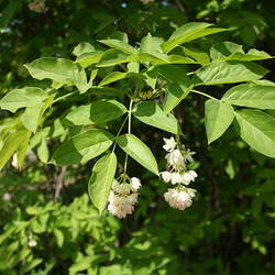 Staphylea pinnata European Bladdernut seed for sale 