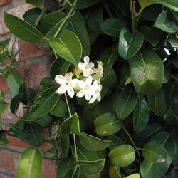 Stephanotis floribunda Waxflower, Bridal Wreath, Madagascar Jasmine, Hawaiian Wedding Flower seed for sale 