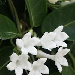 Stephanotis floribunda Waxflower, Bridal Wreath, Madagascar Jasmine, Hawaiian Wedding Flower seed for sale 