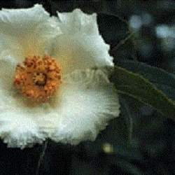 Stewartia ovata Mountain Camellia, Mountain Stewartia, Summer Dogwood seed for sale 