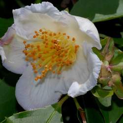 Stewartia rostrata Chinese Stewartia, Upright Stewartia, Beaked Stewartia seed for sale 