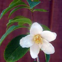 Stewartia serrata Sawtooth Stewartia seed for sale 