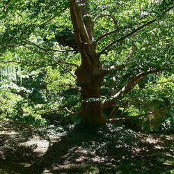 Stewartia sinensis Chinese Stewartia seed for sale 