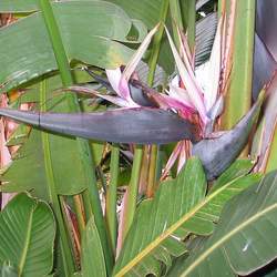 Strelitzia nicolai Bird-of-paradise -tree seed for sale 