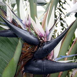 Strelitzia nicolai Bird-of-paradise -tree seed for sale 