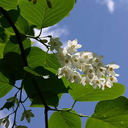 Styrax obassia Fragrant Snowbell seed for sale 