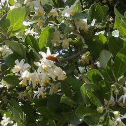 Styrax officinalis Snowdrop Bush seed for sale 