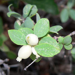 Symphoricarpos oreophilus Mountain Snowberry seed for sale 