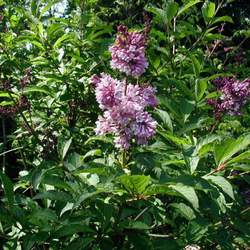 Syringa josikaea Hungarian Lilac seed for sale 