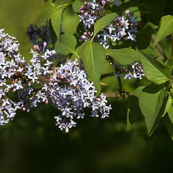 Syringa komarowii reflexa Nodding Lilac seed for sale 