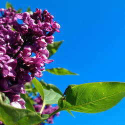 Syringa vulgaris Common Lilac, Lilac seed for sale 