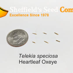 Telekia speciosa Heartleaf Oxeye, Yellow Oxeye, Giant Oxeye, Giant Ox Eye seed for sale 