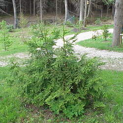 Thujopsis dolabrata Hiba Arborvitae, False Arborvirae, Asunaro seed for sale 