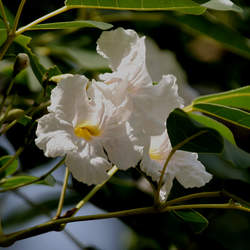 Tabebuia pallida Whitewood, White Cedar, Cuban Pink Trumpet Tree, Pink Tecoma, White Trumpet Tree seed for sale 