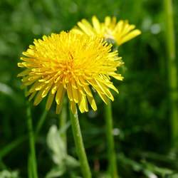 Taraxacum officinale Common Dandelion seed for sale 