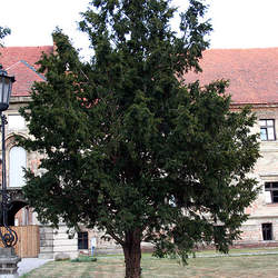 Taxus baccata English Yew, Common Yew seed for sale 