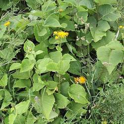 Telekia speciosa Heartleaf Oxeye, Yellow Oxeye, Giant Oxeye, Giant Ox Eye seed for sale 