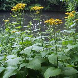 Telekia speciosa Heartleaf Oxeye, Yellow Oxeye, Giant Oxeye, Giant Ox Eye seed for sale 