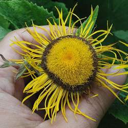 Telekia speciosa Heartleaf Oxeye, Yellow Oxeye, Giant Oxeye, Giant Ox Eye seed for sale 