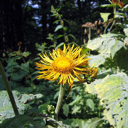 Telekia speciosa Heartleaf Oxeye, Yellow Oxeye, Giant Oxeye, Giant Ox Eye seed for sale 