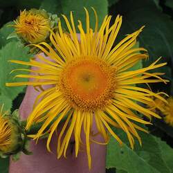 Telekia speciosa Heartleaf Oxeye, Yellow Oxeye, Giant Oxeye, Giant Ox Eye seed for sale 