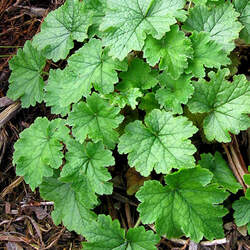 Tellima grandiflora Bigflower Tellima, Fringe Cups seed for sale 