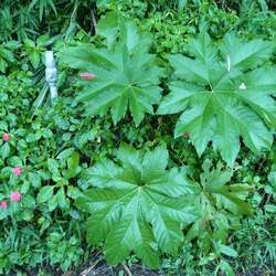 Tetrapanax papyrifer Rice-paper Plant seed for sale 