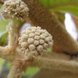 Tetrapanax papyrifer Rice-paper Plant seed for sale 