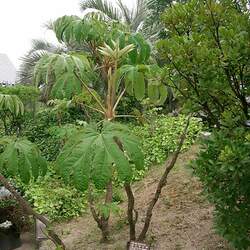 Tetrapanax papyrifer Rice-paper Plant seed for sale 