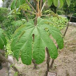 Tetrapanax papyrifer Rice-paper Plant seed for sale 