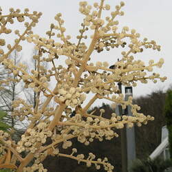 Tetrapanax papyrifer Rice-paper Plant seed for sale 