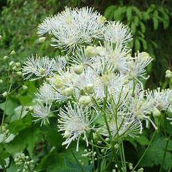 Thalictrum aquilegifolium Columbine Meadow-rue, Meadow Rue seed for sale 