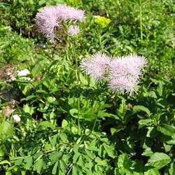 Thalictrum aquilegifolium Columbine Meadow-rue, Meadow Rue seed for sale 