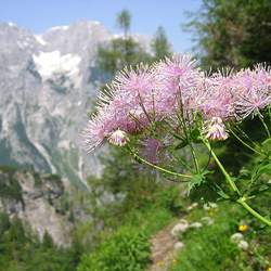 Thalictrum aquilegifolium Columbine Meadow-rue, Meadow Rue seed for sale 