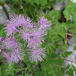 Thalictrum aquilegifolium Columbine Meadow-rue, Meadow Rue seed for sale 