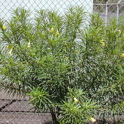 Thevetia peruviana Luckynut, Yellow Oleander seed for sale 