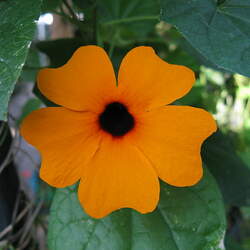 Thunbergia alata Blackeyed Susan Vine seed for sale 